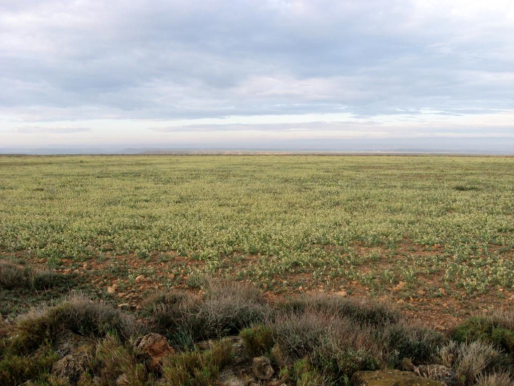 Alcolea de Cinca